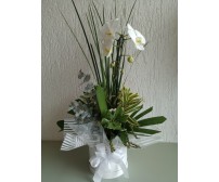 Orquidea phalaenopsis em caixa box