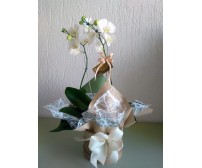 Orquídea Phalaenopsis Branca na caixa
