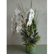 Orquídea  Phalaenopsis em peça de luxo