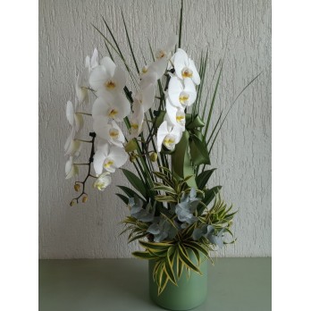 Orquídea  Phalaenopsis em peça de luxo