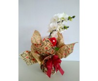 Orquídea Phalaenopsis  especial