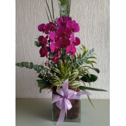 Linda Orquídea phalaenopsis lilas para presentear