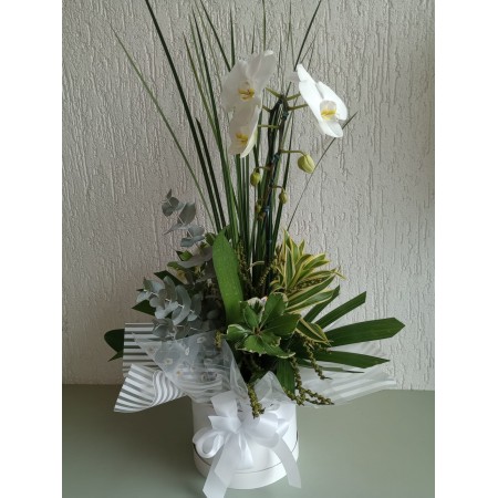 Orquidea phalaenopsis em caixa box